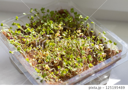 Freshly sprouted shoots of micro greens in the plastic container 125195489