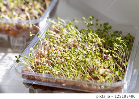 Freshly sprouted shoots of micro greens in the plastic container 125195490