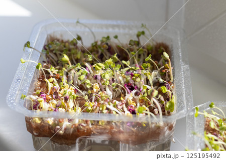 Freshly sprouted shoots of micro greens in the plastic container Freshly sprouted shoots of micro greens in the plastic container 125195492
