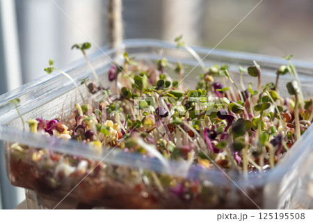 Freshly sprouted shoots of micro greens in the plastic container on the jute mat Freshly sprouted shoots of micro greens in the plastic container on the jute mat 125195508