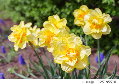 Beautiful spring yellow double petals daffodil flower in full bloom, flowerbed in park or garden Beautiful spring yellow double petals daffodil flower in full bloom, flowerbed in park or garden 125195516