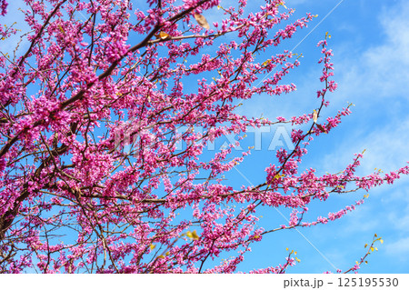 Flowering branch with purple flowers of Cercis canadensis or Judas tree against blue sky background 125195530