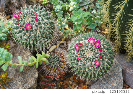 Blooming Cactus with pink flowers Cactacea Mammillaria polythele near a rock in natural environment 125195532