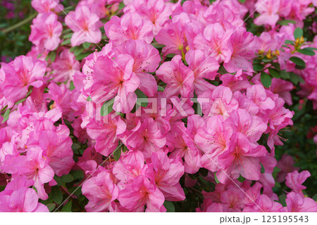 Blooming pink japan Azalea Ericaceae bush, Geisha Purple, rhododendron flower macro, background Blooming pink japan Azalea Ericaceae bush, Geisha Purple, rhododendron flower macro, background 125195543