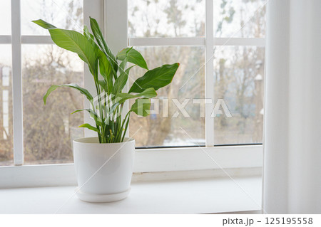 Fresh green decorative houseplant Spathiphyllum in white pot on a windowsill, ornamental plant Fresh green decorative houseplant Spathiphyllum in white pot on a windowsill, ornamental plant 125195558