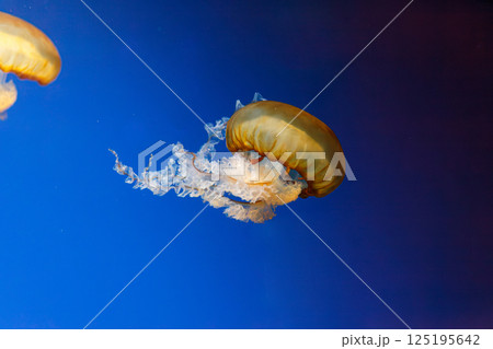 underwater photos of jellyfish chrysaora fuscescens jellyfish pacific sea nettle underwater photos of jellyfish chrysaora fuscescens jellyfish pacific sea nettle 125195642