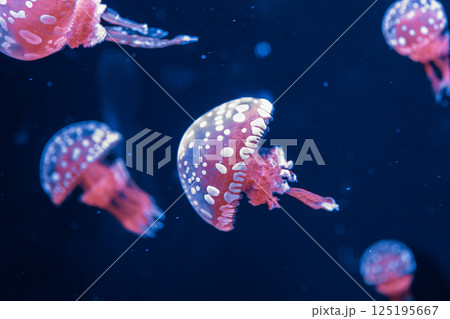 underwater photography jellyfish mastigias papua, spotted jelly, lagoon jelly, golden medusa 125195667