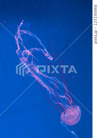 underwater photography jellyfish Purple striped jelly. Chrysaora colorata 125195668