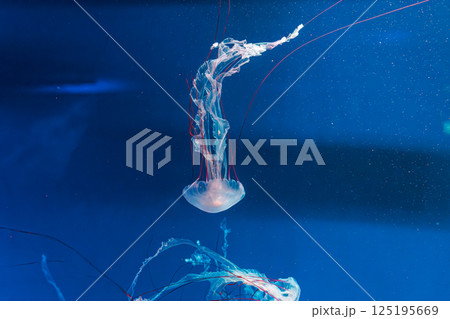 underwater photography jellyfish Purple striped jelly. Chrysaora colorata 125195669