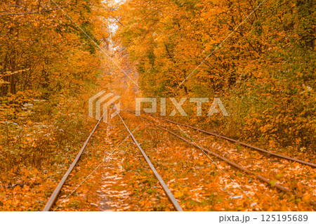 Autumn forest through which the tram travels, Kyiv and rails Autumn forest through which the tram travels, Kyiv and rails 125195689
