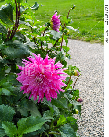 Red chrysanthemum flowers on green leaves background on sunny day 125195801