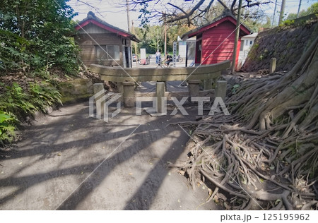 桜島大噴火による火山灰で埋没した鳥居 桜島大噴火による火山灰で埋没した鳥居 125195962
