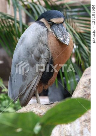 ヒロハシサギ（神戸どうぶつ王国） 125195984