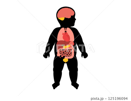 Internal organs of the child Internal organs of the child 125196094