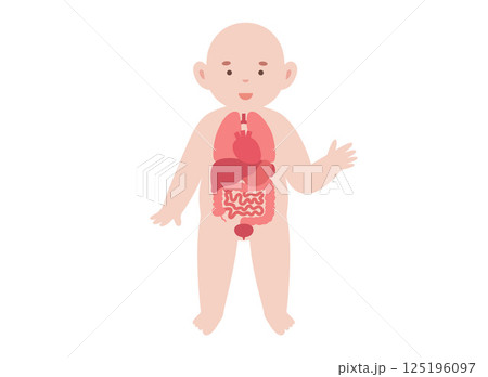 Internal organs of the child 125196097