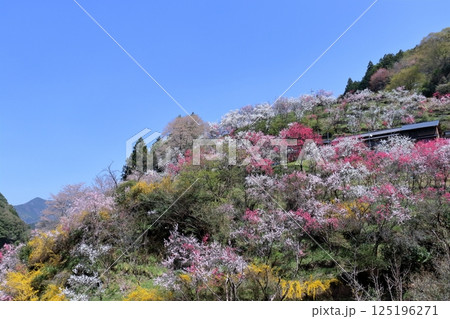 上久喜の花桃　春景色　　（高知県　仁淀川町） 125196271