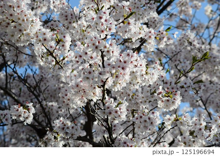 満開になった桜の花 125196694