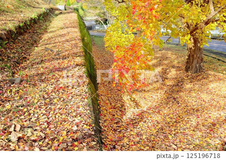 色づく 街路樹 トウカエデの葉 色づく 街路樹 トウカエデの葉 125196718