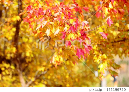 色づく　トウカエデの葉 125196720