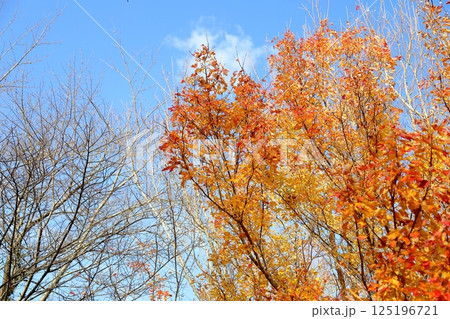 色づく　トウカエデの葉 125196721