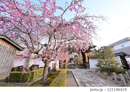 妙顕寺 満開のソメイヨシノ 紅枝垂れ桜 京都市 妙顕寺 満開のソメイヨシノ 紅枝垂れ桜 京都市 125196829