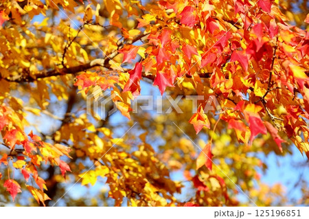 色づく　トウカエデの葉 125196851