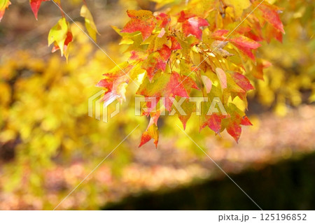 色づく　トウカエデの葉 125196852