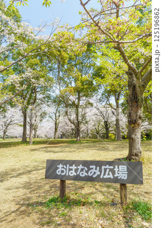 【千葉県千葉市】春の桜咲く青葉の森公園・おはなみ広場 125196862