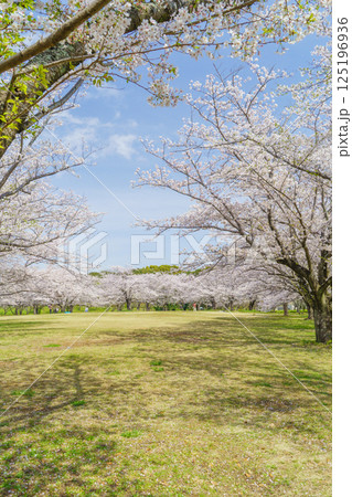 【千葉県千葉市】春の桜咲く青葉の森公園・おはなみ広場 125196936