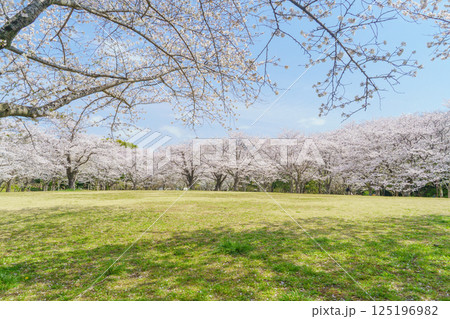 【千葉県千葉市】春の桜咲く青葉の森公園・おはなみ広場 125196982