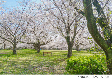 【千葉県千葉市】春の桜咲く青葉の森公園・おはなみ広場 125197096