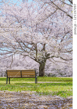 【千葉県千葉市】春の桜咲く青葉の森公園・おはなみ広場 125197097
