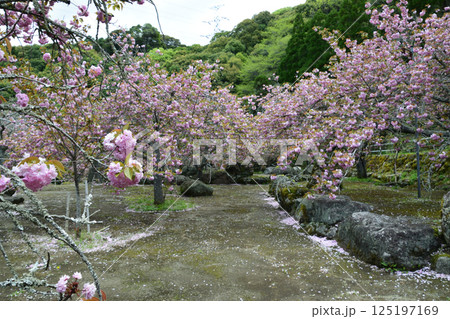 八重ぼたん桜の平安京 八重ぼたん桜の平安京 125197169