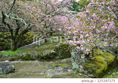 八重ぼたん桜の平安京 125197173