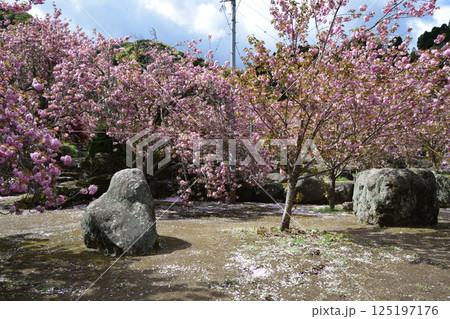 八重ぼたん桜の平安京 125197176