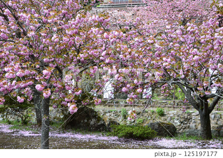 八重ぼたん桜の平安京 八重ぼたん桜の平安京 125197177