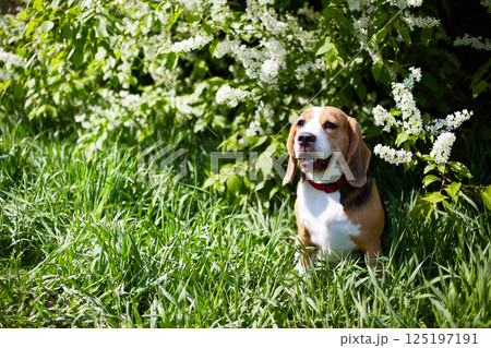 A cute beagle dog is sitting in the green grass by a flowering cherry bush A cute beagle dog is sitting in the green grass by a flowering cherry bush 125197191