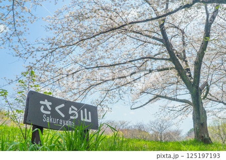 【千葉県千葉市】春の桜咲く青葉の森公園・さくら山 125197193