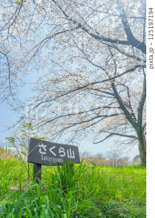 【千葉県千葉市】春の桜咲く青葉の森公園・さくら山 125197194