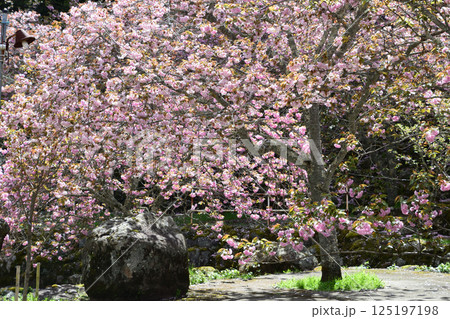 八重ぼたん桜の平安京 125197198