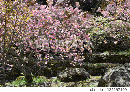 八重ぼたん桜の平安京 八重ぼたん桜の平安京 125197199
