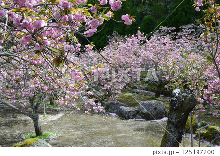 八重ぼたん桜の平安京 125197200