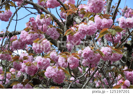 八重ぼたん桜の平安京 八重ぼたん桜の平安京 125197201