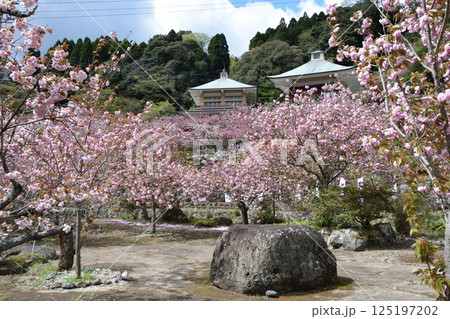 八重ぼたん桜の平安京 125197202