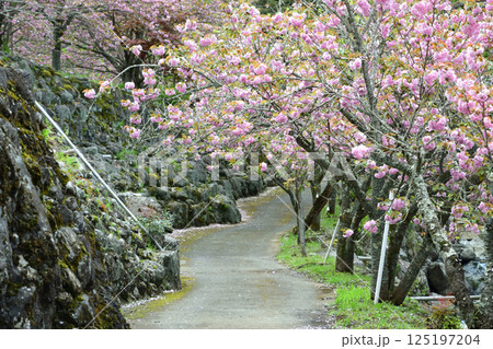 八重ぼたん桜の平安京 125197204