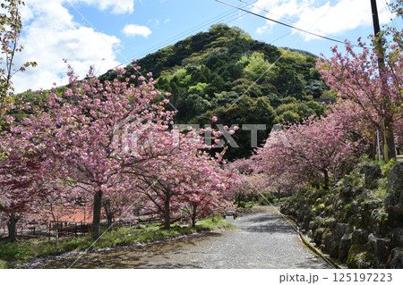 八重ぼたん桜の平安京 125197223