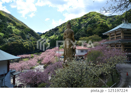 八重ぼたん桜の平安京 125197224