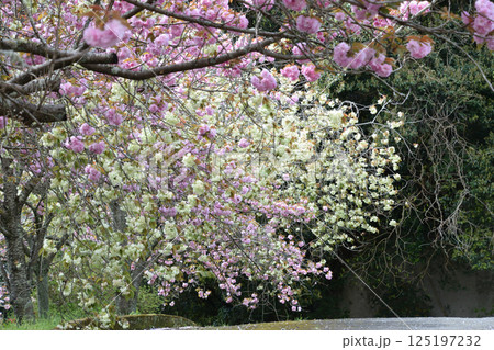 八重ぼたん桜の平安京 125197232