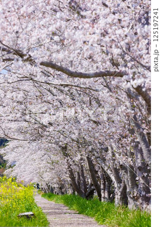 桜道 桜道 125197241
