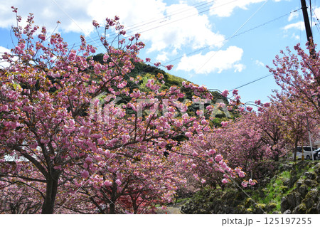 八重ぼたん桜の平安京 八重ぼたん桜の平安京 125197255